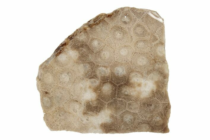 Polished Petoskey Stone (Fossil Coral) Slab - Michigan #204803